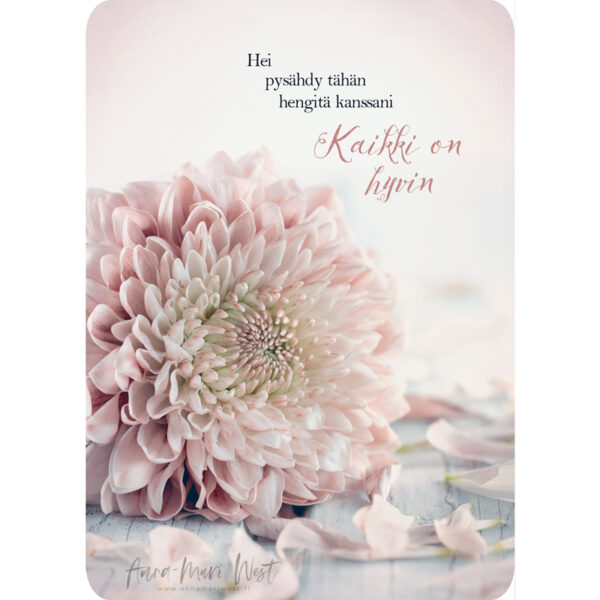 kukka krysanteemi vaaleanpunainen herkkä