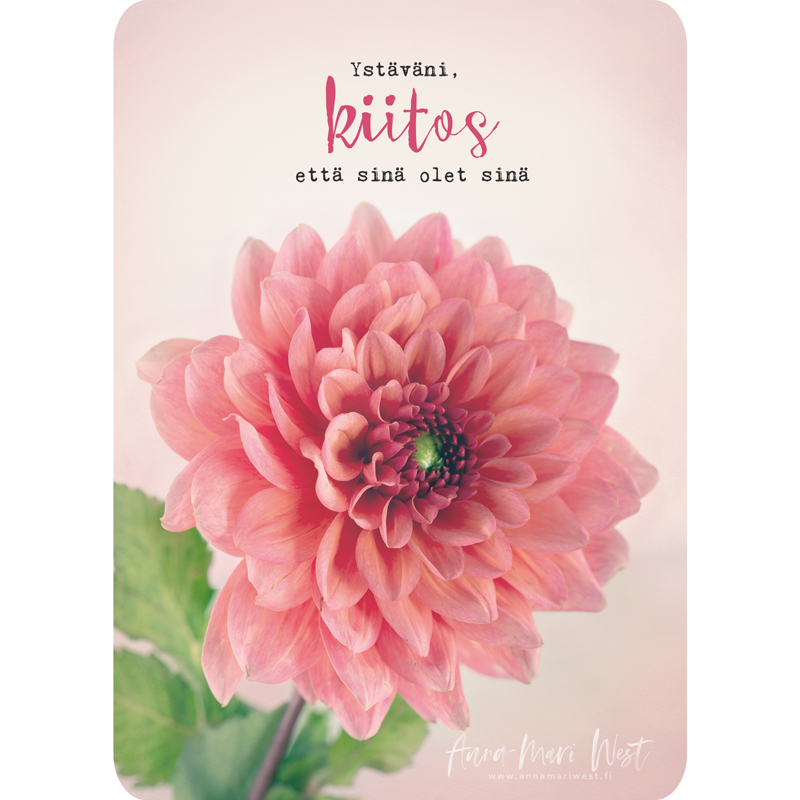 kukka vaaleanpunainen daalia