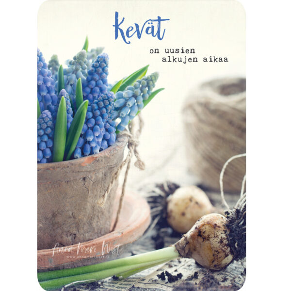 kevät helmihyasintti