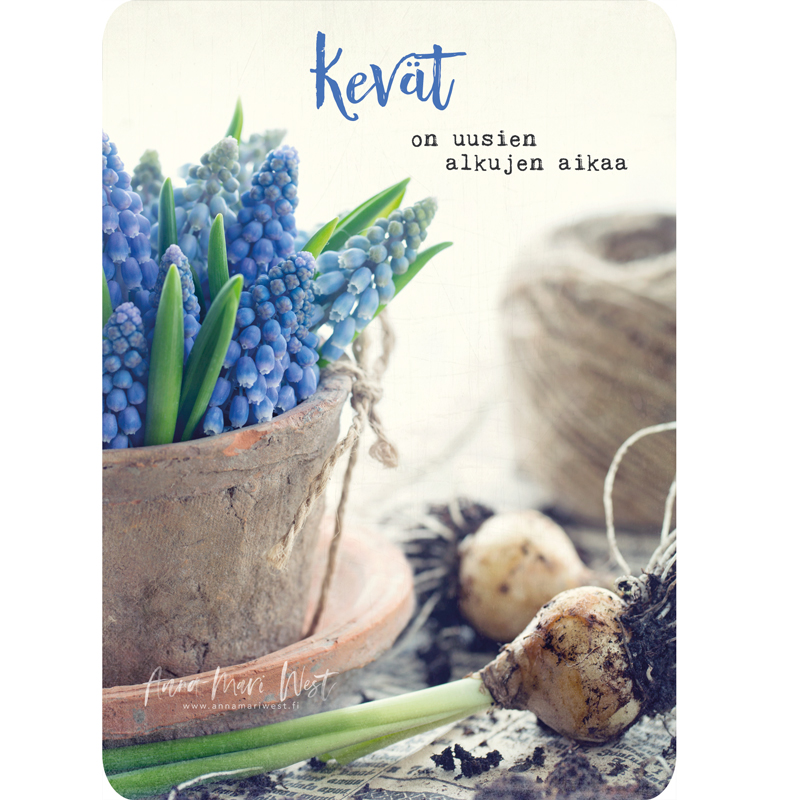 KT7A6890 kevät helmihyasintti