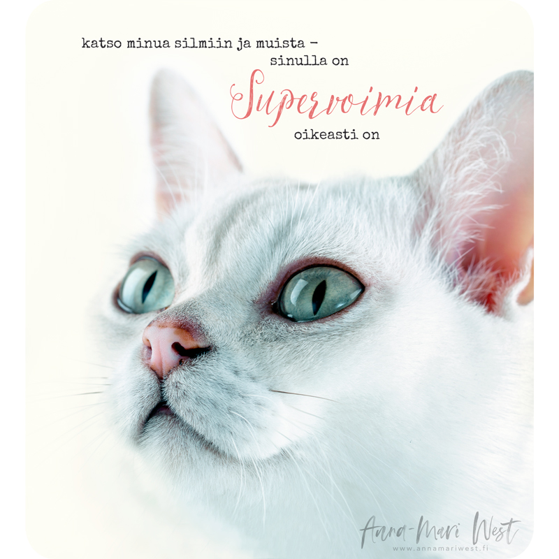 valkoinen kissa lähikuva