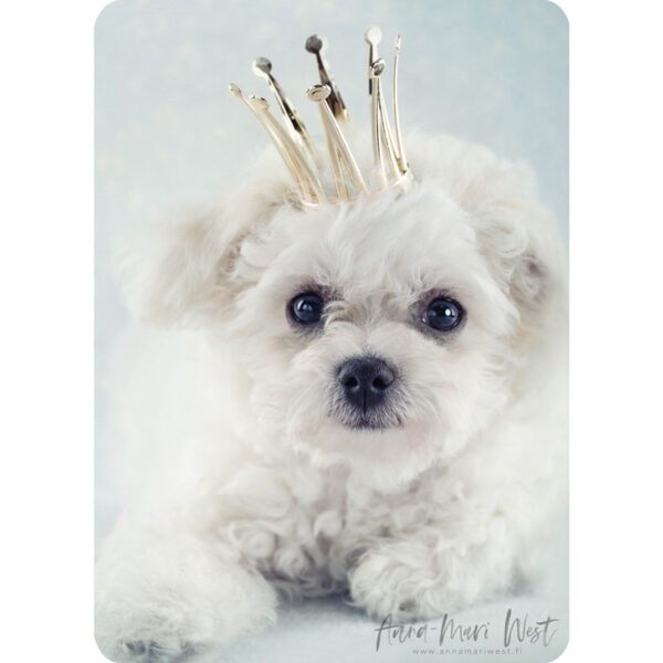 koira bichon frise prinsessa kruunu