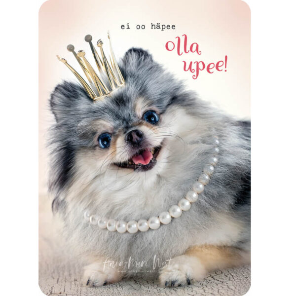 koira pomeranian kruunu