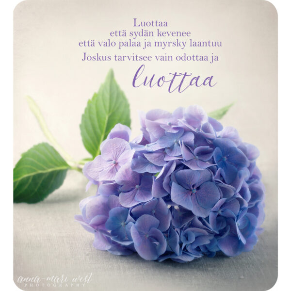 sininen hortensia kukka