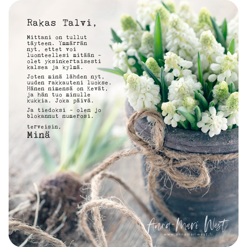 helmililja kevät istutus