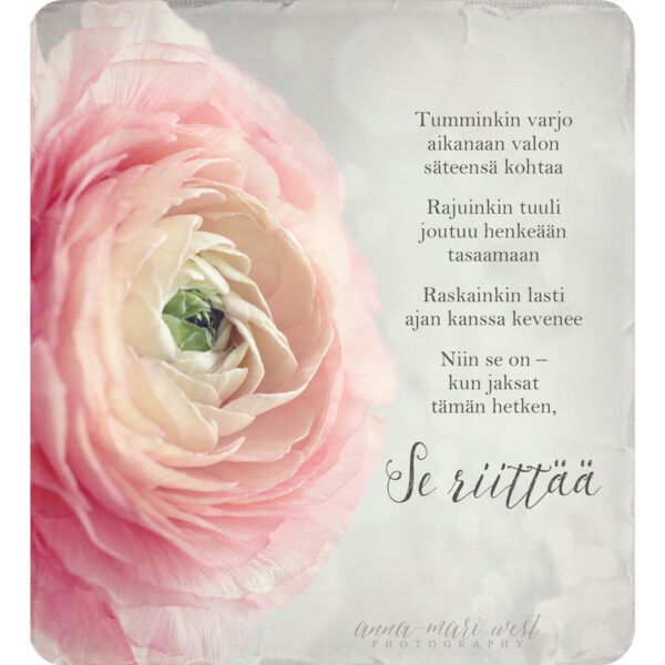 jaloleinikki lähikuva vaaleanpunainen