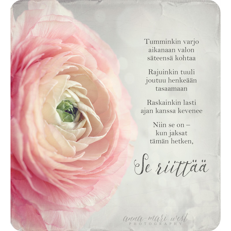 jaloleinikki lähikuva vaaleanpunainen