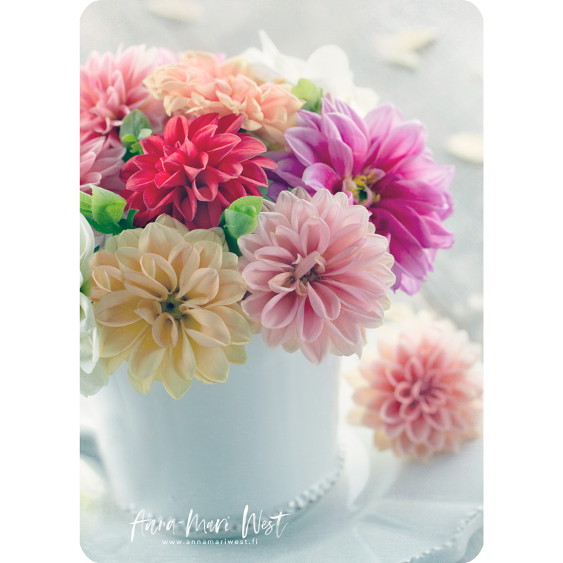 17-KT7A5568 kukkakimppu daalia